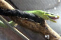 Red-tailed green rat snake <i>Ganyosoma oxycephala</i> from Indonesia, Malaysia, Thailand & Philippines at California Academy of Science. San Francisco, CA.