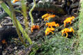 Golden mantella frog <i>Mantella aurantiaca</i> from Madagascar at California Academy of Science. San Francisco, CA.