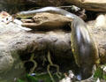 Green anaconda <i>Eunectes murinus</i> from South America at California Academy of Science. San Francisco, CA.