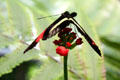 Postman butterfly <i>Heliconius melpomene</i> at California Academy of Science. San Francisco, CA.
