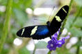 Sara longwing butterfly <i>Heliconius sara</i> at California Academy of Science. San Francisco, CA.