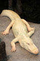 Albino alligator at California Academy of Science. San Francisco, CA.