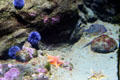 Underwater reef with urchins & stars at California Academy of Science. San Francisco, CA.