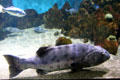 Giant Sea Bass <i>Stereolepis gigas</i> at California Academy of Science. San Francisco, CA.