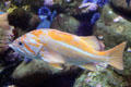 Canary rockfish <i>Sebastes pinniger</i> at California Academy of Science. San Francisco, CA.