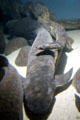 Australian lungfish <i>Neoceratodus forsteri</i> which breathes partly through lungs at California Academy of Science. San Francisco, CA.