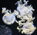 White-spotted jelly <i>Phyllorhiza punctata</i> at California Academy of Science. San Francisco, CA.