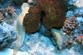 Laced moray eel <i>Gymnothorax favagineus</i> at California Academy of Science. San Francisco, CA.