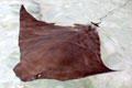 Cownose ray <i>Rhinoptera javanica</i> at California Academy of Science. San Francisco, CA.