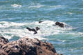 Surf below Cliff House. San Francisco, CA.