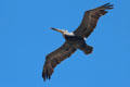 Pelican flies near Cliff House. San Francisco, CA.