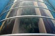 Marin County Civic Center skylight & palm. Marin, CA.