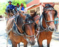 Horses pulling stage coach around Columbia State Historic Park. Columbia, CA.