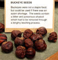 Buckeye seeds requiring lengthy leaching process if used for food during serious acorn shortage at El Dorado County Historical Museum. Placerville, CA.