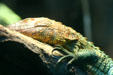 Caiman Lizard from Amazon basin at Denver Zoo. Denver, CO.