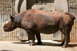 Rhinoceros at Denver Zoo. Denver, CO.