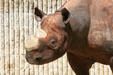 Rhinoceros at Denver Zoo. Denver, CO.