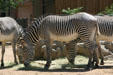 Grevy's zebra from East Africa at Denver Zoo. Denver, CO.