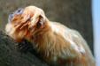 Golden Lion Tamarin from rainforests of southeastern Brazil at Denver Zoo. Denver, CO.