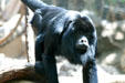 Black Howler Monkey male from Central & South America at Denver Zoo. Denver, CO.