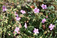Purple flowers at Florissant Fossil Beds National Monument. CO.