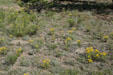 Mixture of yellow wildflowers at Florissant Fossil Beds National Monument. CO.