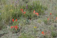 Mixed wildflowers at Florissant Fossil Beds National Monument. CO.