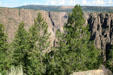 Tress growing out of canyon at Gunnison National Park. CO.
