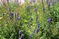 Flower garden at Fort Garland Museum. Fort Garland, CO.