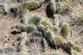 Cactus at Great Sand Dunes National Park. CO.