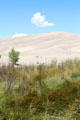 Dunes above reeds at Great Sand Dunes National Park. CO.