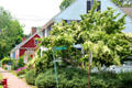 Wethersfield streetscape with flowering trees. Wethersfield, CT.