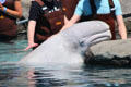 Beluga whale at Mystic Aquarium. Mystic, CT