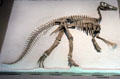 Claosaurus at Yale Peabody Museum. New Haven, CT.