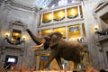Entrance hall of National Museum of Natural History. Washington, DC.