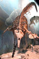 Early whale at National Museum of Natural History. Washington, DC.
