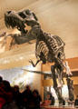 Cast of <i>Tyrannosaurus rex</i> fossil at National Museum of Natural History. Washington, DC.