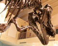 Cast of <i>Tyrannosaurus rex</i> fossil at National Museum of Natural History. Washington, DC.