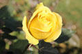 Rose in garden of Smithsonian Castle. Washington, DC.