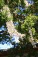 Spanish moss detail. St Augustine, FL.