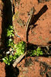 Lizard with diamond back pattern in garden of Oldest House Museum. St Augustine, FL.