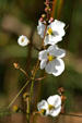 Wildflowers in the Everglades. FL.