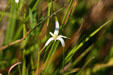 Three pointed wildflower in the Everglades. FL.