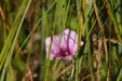Purple wildflower in the Everglades. FL.