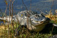 Alligator raises head in Everglades. FL.