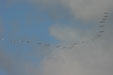 Formation of wood storks against clouds. FL.