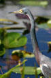 Tricolored Heron detail. FL.