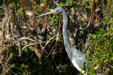 Tricolored Heron. FL.
