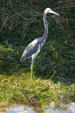 Tricolored Heron. FL.