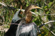 Anhinga. FL.
